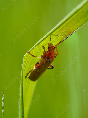 Red beetle on the grass , macro photo