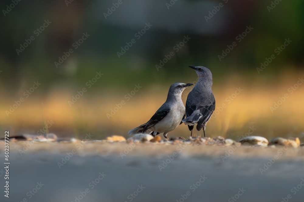 Tropical Mockingbirds standing together Tropical Mockingbirds standing together