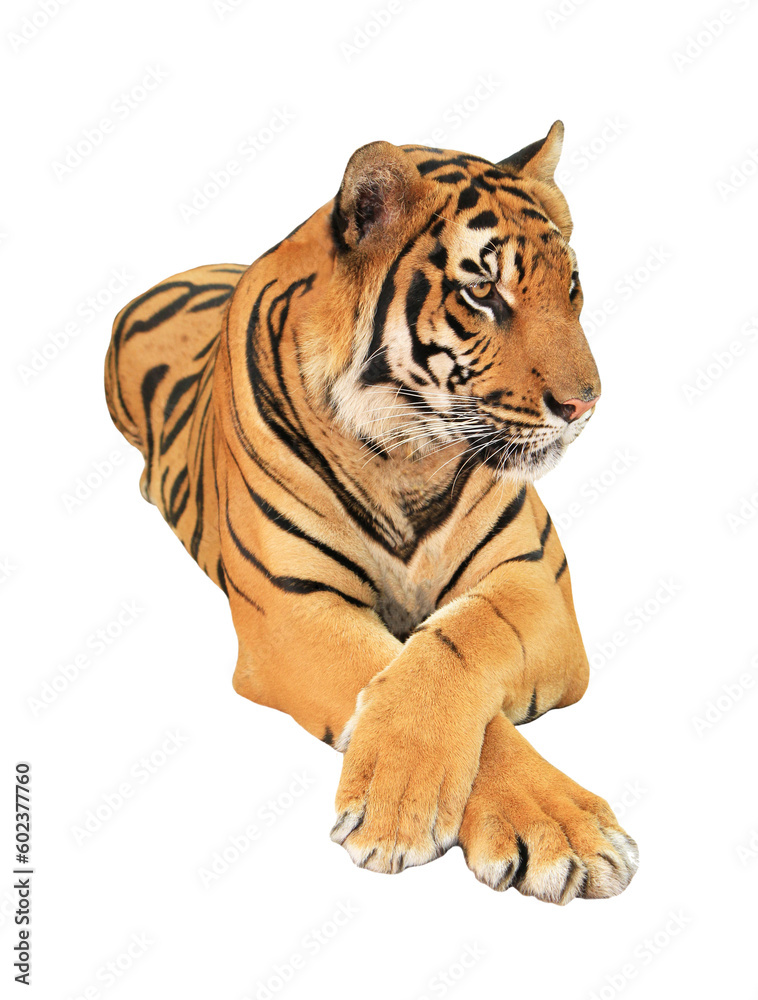 Obraz premium Tiger on transparent background 
