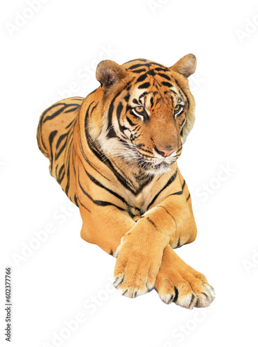 Tiger on transparent background 