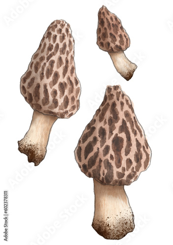 Handpainted Watercolor Illustration of Group of Three Morel Mushrooms, Morchella, Foraged Gourmet Edible Wild Fungi Painting, Naturalist Sketchbook Style Isolated Clipart Sketch 