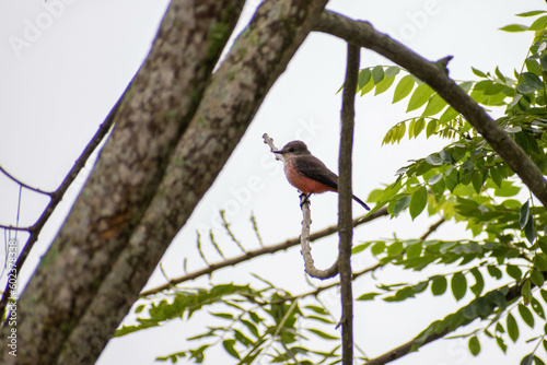 Erithacus rubecula photo