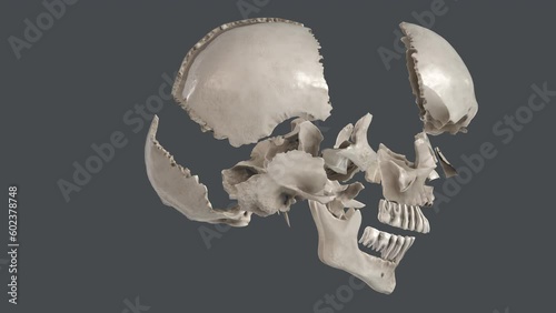 Anatomically correct image of all bones of the human skull side front bottom view 3d render animation