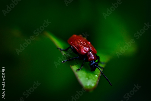 red bug on green leaf