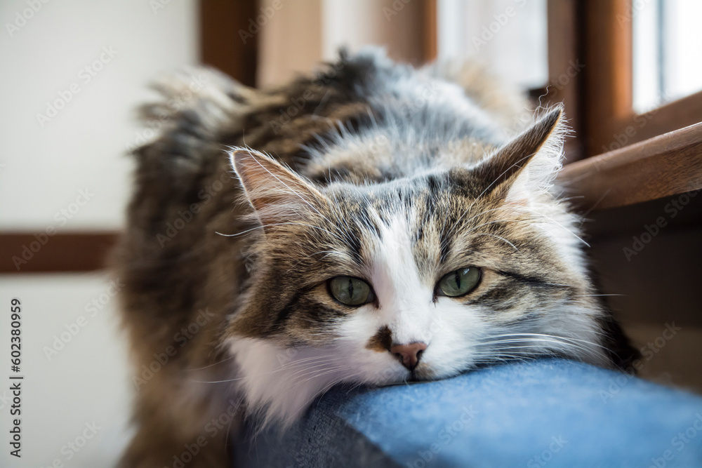 A beautiful tabby domestic cat laying on the back of a dark blue sofa A beautiful tabby domestic cat laying on the back of a dark blue sofa