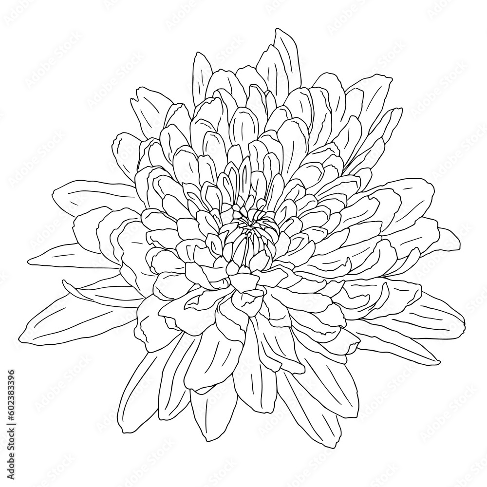 Graphic drawing of a blossoming flower. Black and white illustration of chrysanthemum. Hand-drawn, not AI.  Png file on transparent background.