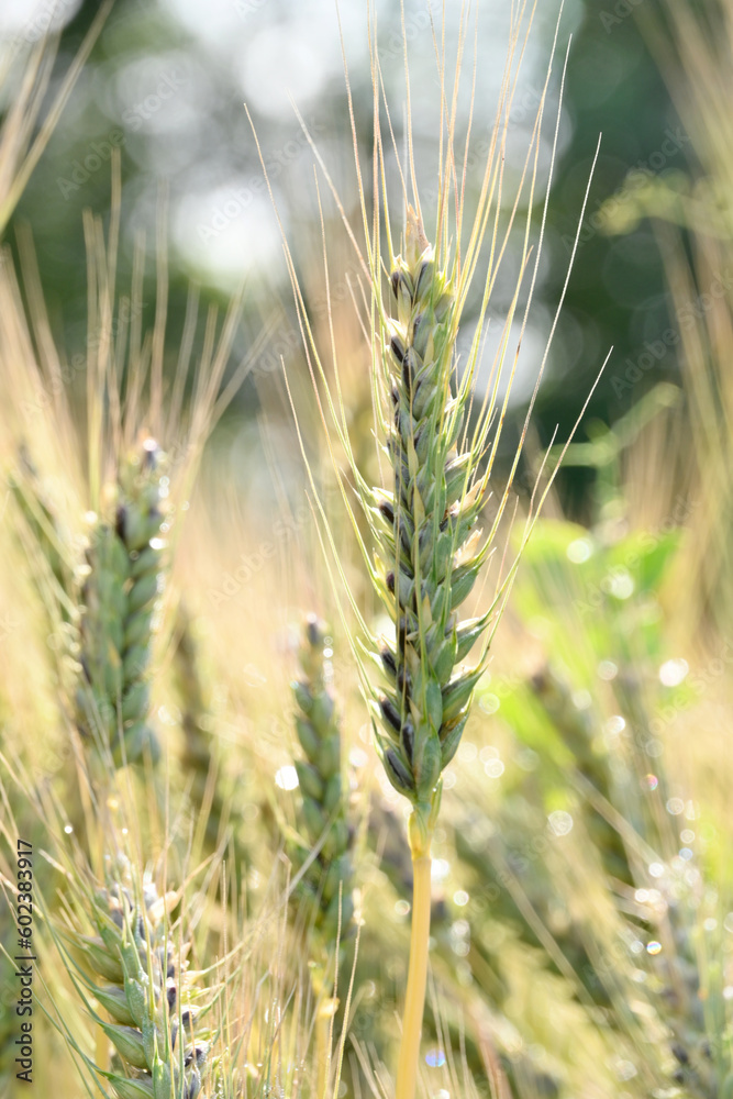 closeup the bunch ripe green yellow wheat stitch plant growing with leaves in the farm field soft focus natural green brown background. closeup the bunch ripe green yellow wheat stitch plant growing with leaves in the farm field soft focus natural green brown background.