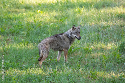 Italian Wolf photographed inside an animal rescue centre 