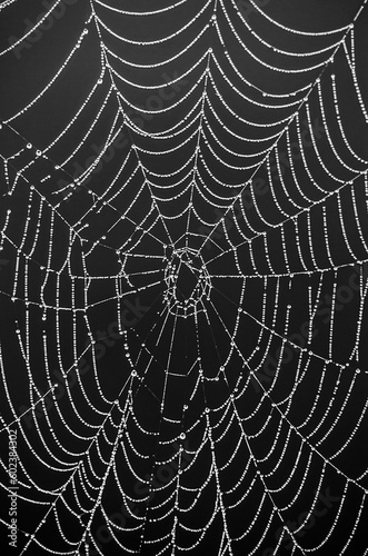 Morning Web