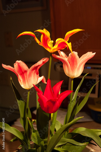 tulip closeup's