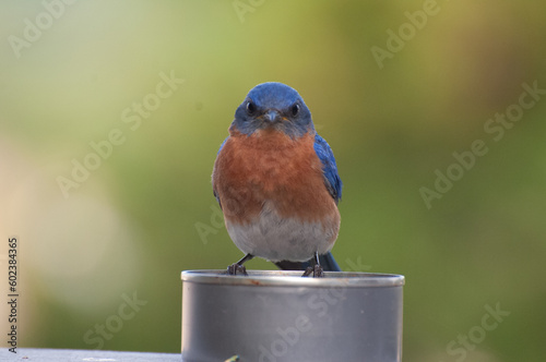 Bluebird 