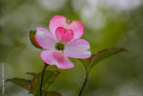 A rare pink dogwood flower with 6  bracts, four in outer and two inner with green background