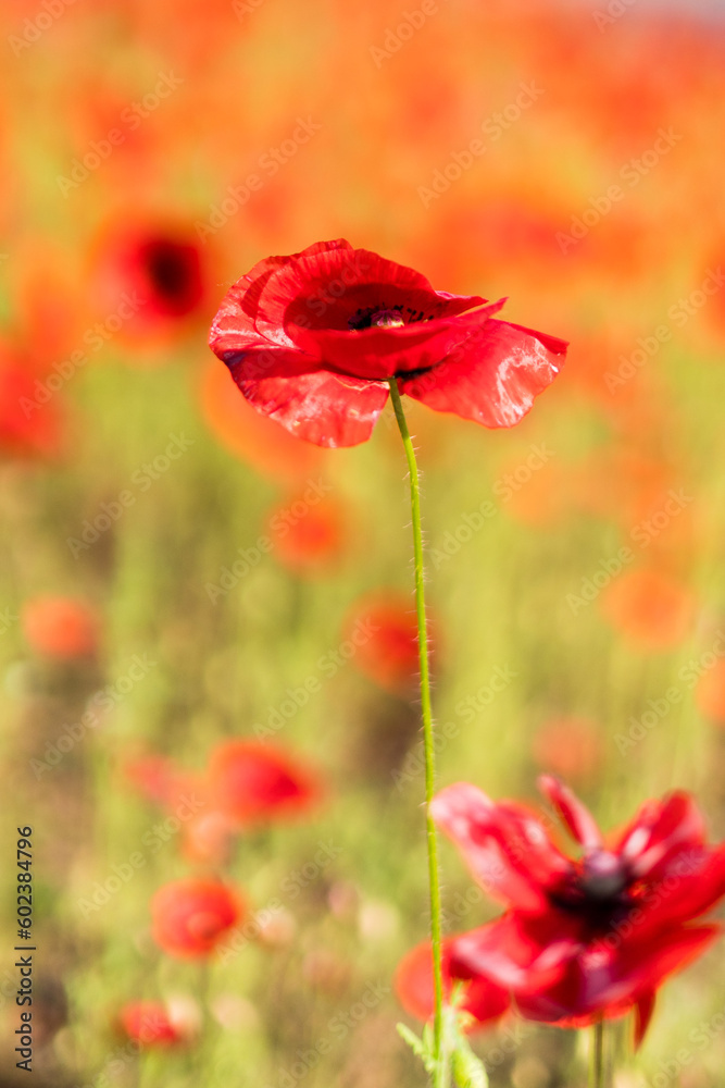 Naklejka premium Red poppy flowers in a field