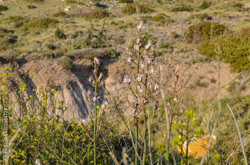 Onionweed (Asphodelus fistulosus) flowers in Ovacik (Cesme, Izmir province, Turkey)	
 photo