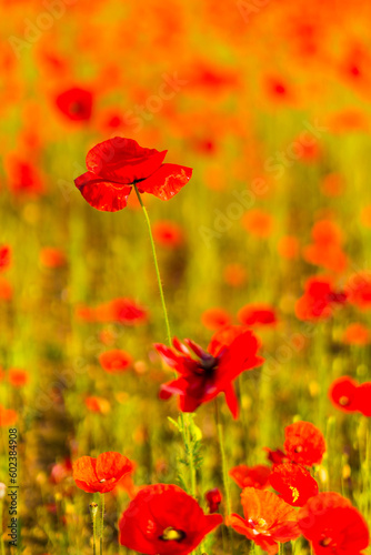 Red poppy flowers in a field