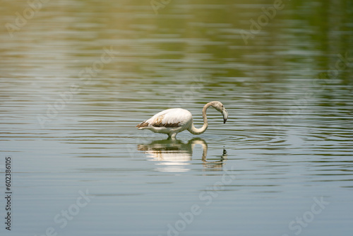 little flamingo eating in lagoon