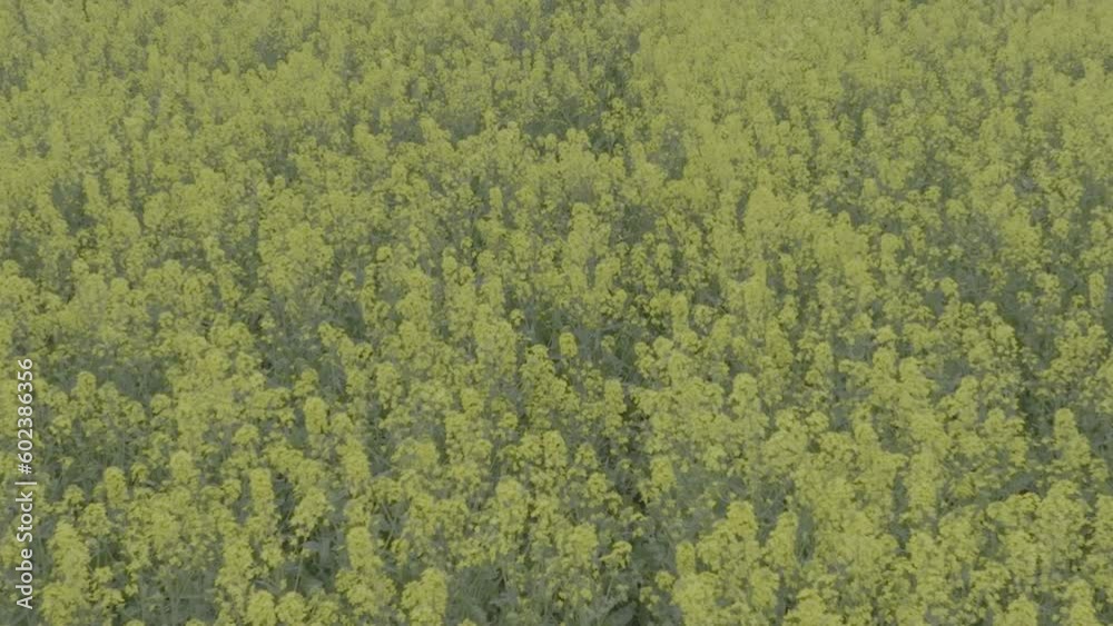 Blooming rapeseed field on a sunny day. Flying above stunning yellow rape fields in spring. Vegetable raw materials for biofuel production - biodiesel. Slow motion video, 10 bit ungraded D-LOG Blooming rapeseed field on a sunny day. Flying above stunning yellow rape fields in spring. Vegetable raw materials for biofuel production - biodiesel. Slow motion video, 10 bit ungraded D-LOG