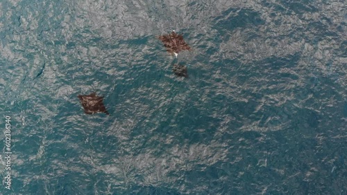 aerial view of manta rays photo