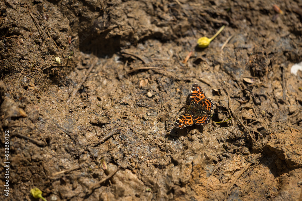 Motyl Motyl