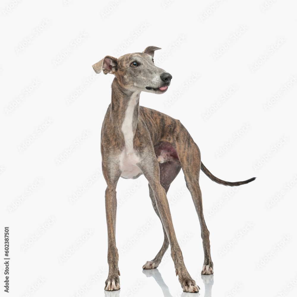 curious skinny greyhound dog looking to side, sticking out tongue