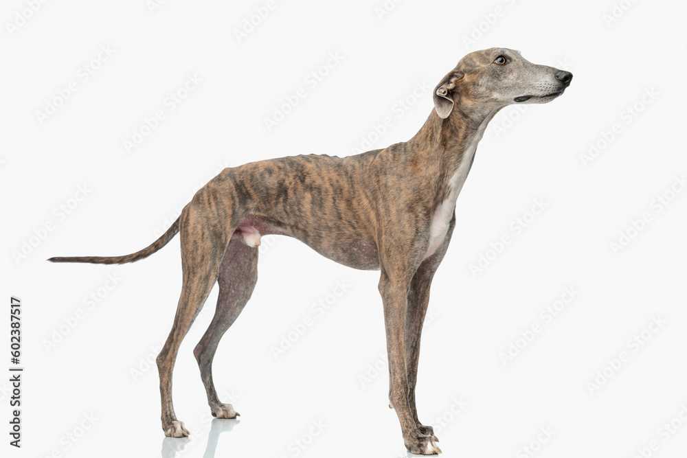 side view of cute greyhound dog with thin legs looking to side