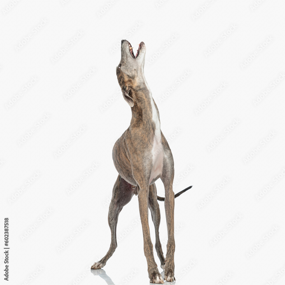 Fototapeta premium upset english hound dog looking up and barking