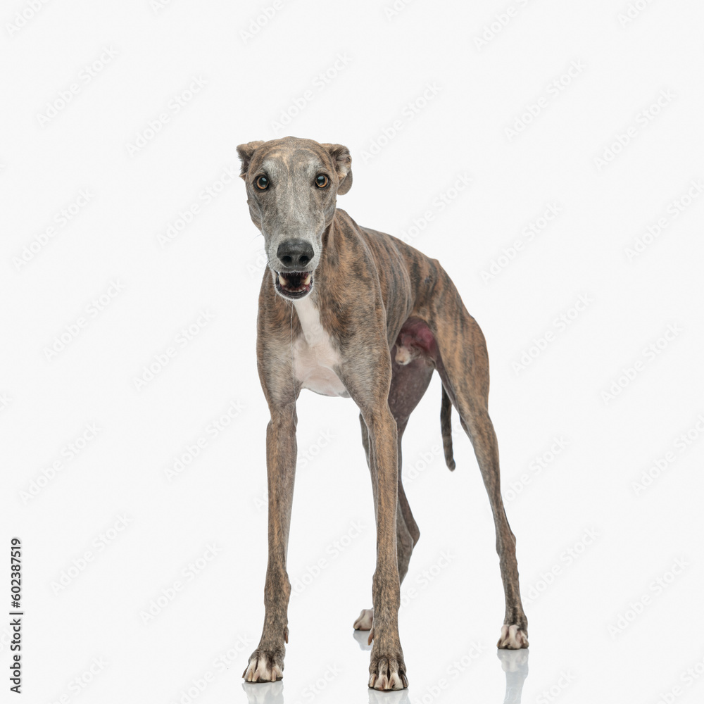 cute thin english greyhound dog opening mouth and barking