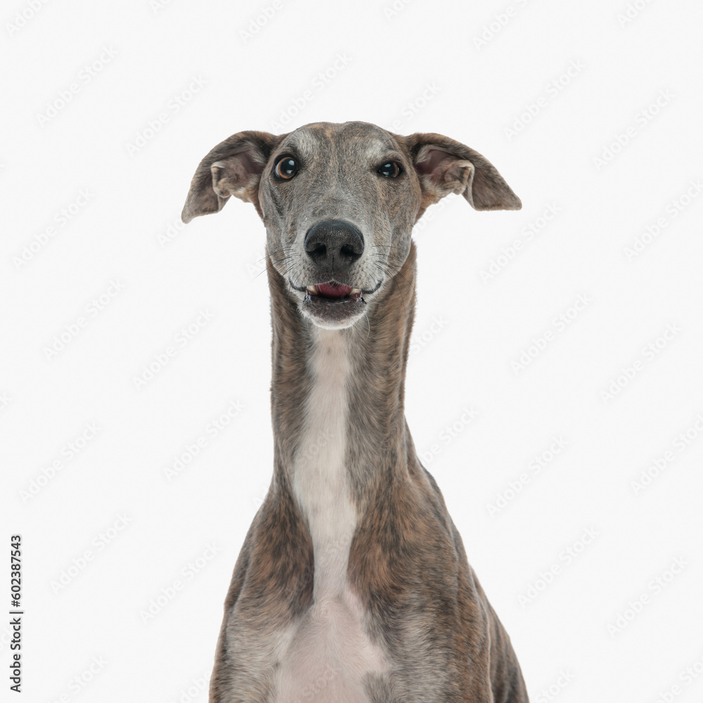 portrait of cute hunting dog with long neck looking forward