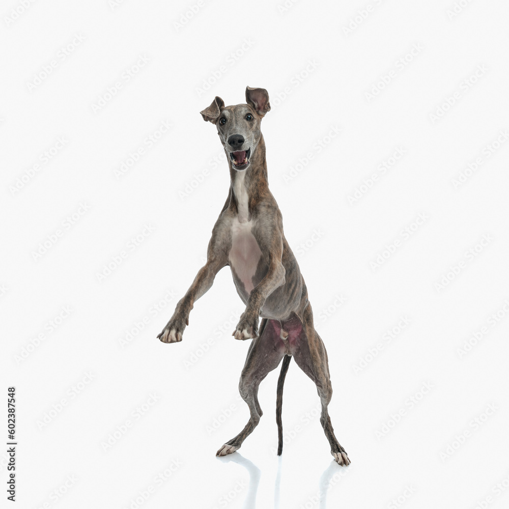 excited english hound playing and standing on behind legs
