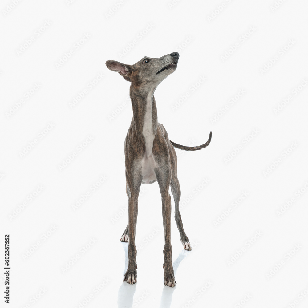 eager greyhound dog with thin legs looking up and being excited eager greyhound dog with thin legs looking up and being excited