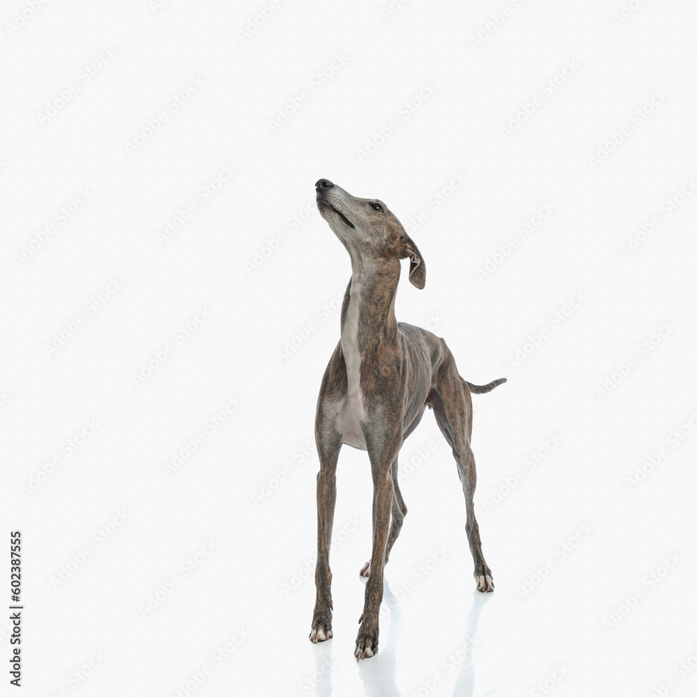 curious english greyhound dog looking up and being eager curious english greyhound dog looking up and being eager