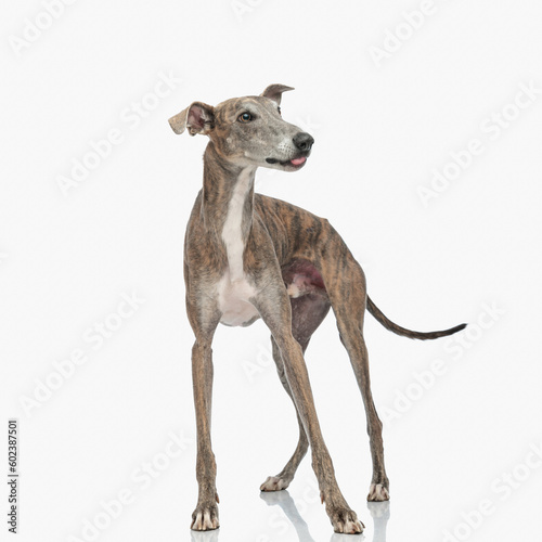 curious skinny greyhound dog looking to side  sticking out tongue