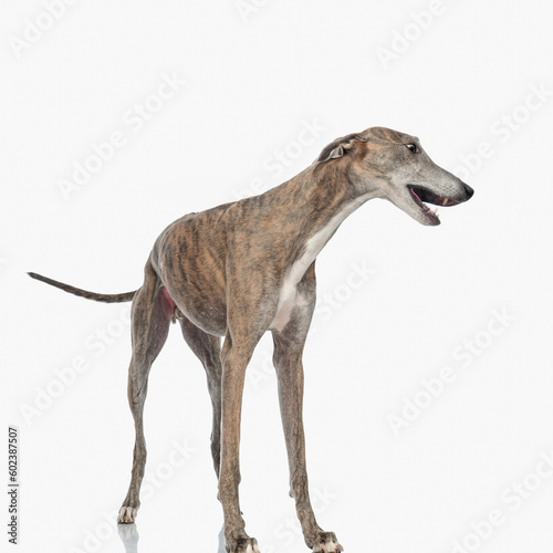 sweet thin greyhound dog looking to side and barking
