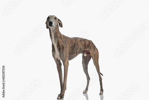 side view of cute greyhound dog with skinny legs standing and looking up