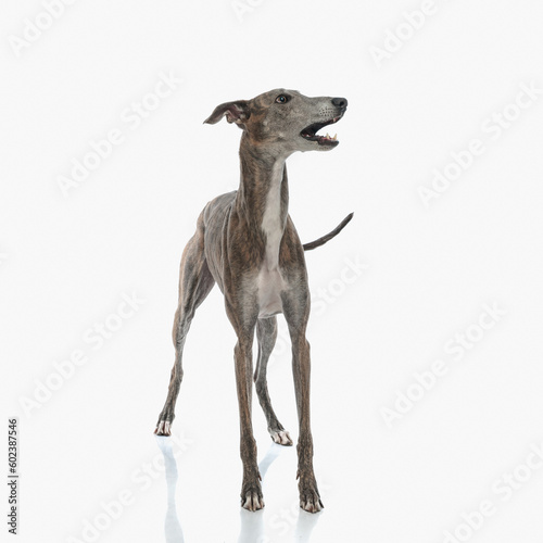 upset english greyhound hunting dog looking to side and barking
