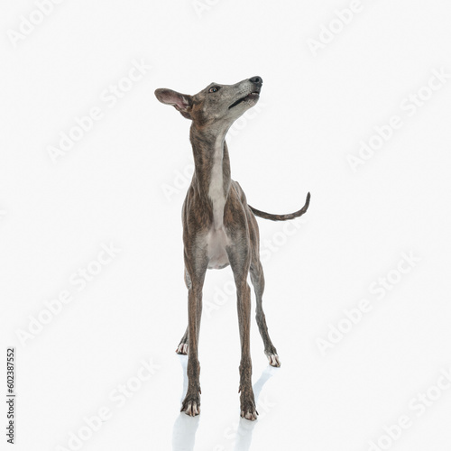 eager greyhound dog with thin legs looking up and being excited