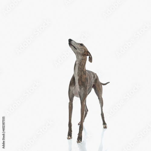 curious english greyhound dog looking up and being eager