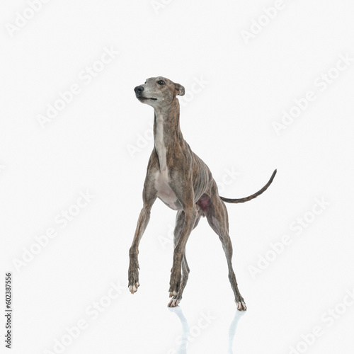 adorable greyhound dog standing on back legs and looking away