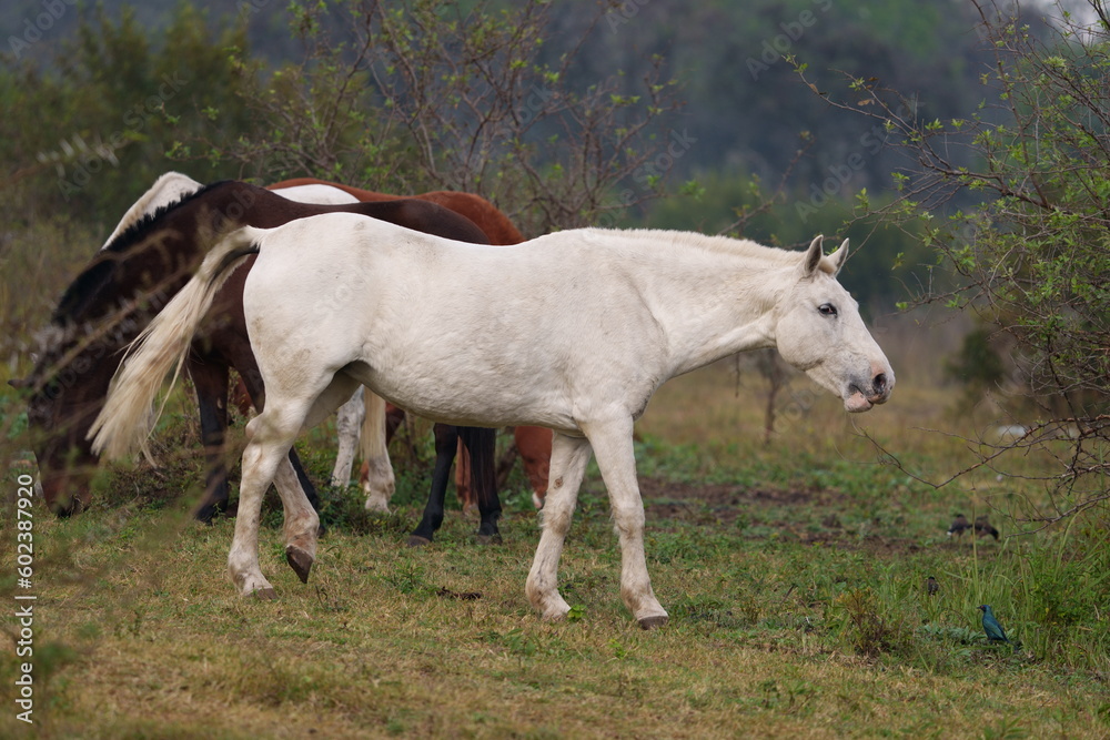 domestic White and brown horse in the wild grazing in the field, taken during a Safari game drive in a nature reserve of South Africa domestic White and brown horse in the wild grazing in the field, taken during a Safari game drive in a nature reserve of South Africa
