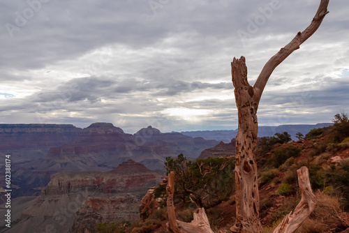 Close up view on dry tree branch and utah agave with scenic overlook on rock O'Neill Butte seen from Skeleton Point, South Kaibab hiking trail, South Rim, Grand Canyon National Park, Arizona, USA