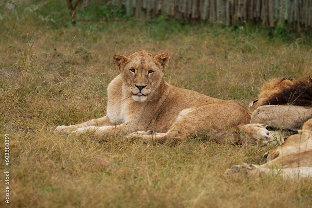Lazy Lioness Laying around and yawning, sitting in the bushveld of a field in a Nature reserve during a Safari game drive Lazy Lioness Laying around and yawning, sitting in the bushveld of a field in a Nature reserve during a Safari game drive