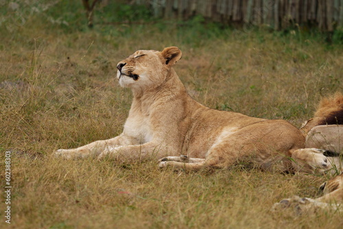 Lazy Lioness Laying around and yawning, sitting in the bushveld of a field in a Nature reserve during a Safari game drive