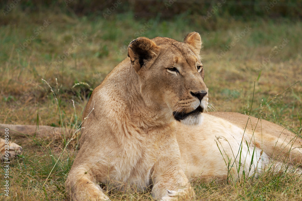 Lazy Lioness Laying around and yawning, sitting in the bushveld of a field in a Nature reserve during a Safari game drive