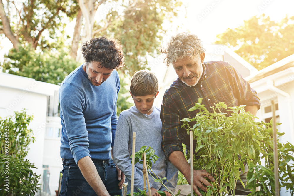 A grandfather, father and boy working in garden with family, generations and nature with plants in home backyard. Bonding, love and care with helping men and child outdoor gardening with environment - obrazy, fototapety, plakaty 