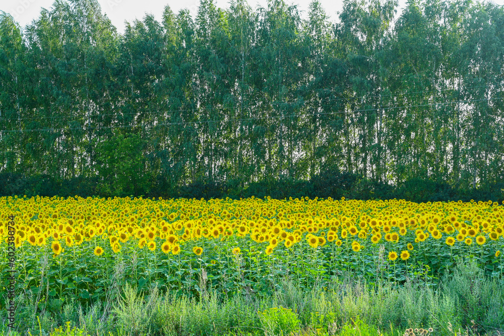 Obraz premium Beautiful sunflower in sunflowers field on summer with blue sky at Europe.
