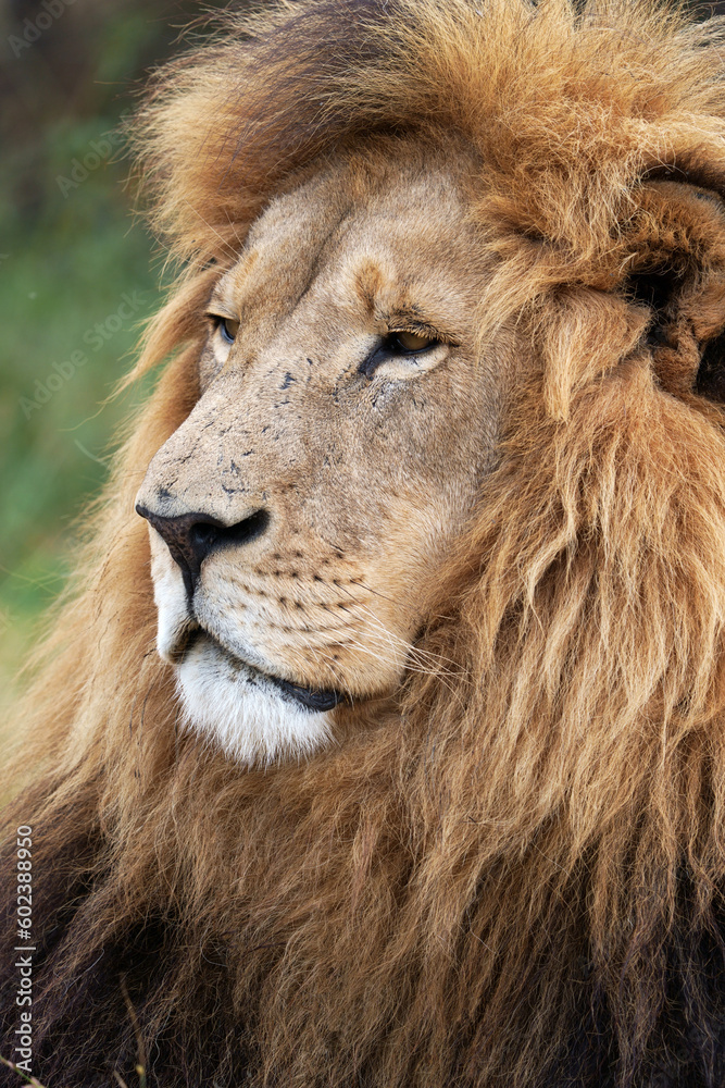 Stunning Proud Lion portrait with a full mane staring into the distance, caring for his pride and lazing around. Taken during a safari game drive in South Africa 