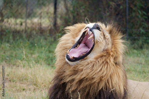 Proud Lion yawning in the midday sun  bearing its massive huge teeth showing why its the King of the jungle. with a full mane. Taken during a Safari Game Drive in South Africa
