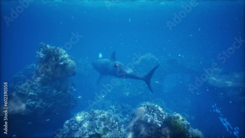 Wallpaper Mural great white shark swimming over the bottom at the Neptune Islands Torontodigital.ca