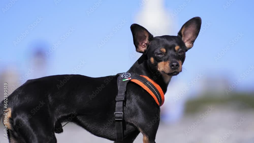 Black dog of Toy Terrier breed poses against background of blue sky and pebble beach on seashore or ocean. He's on leash looking at camera. Close-up portrait of animal. Black dog of Toy Terrier breed poses against background of blue sky and pebble beach on seashore or ocean. He's on leash looking at camera. Close-up portrait of animal.