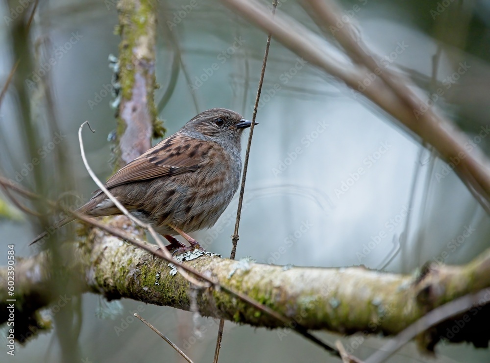 Dunnock (Prunella modularis) Dunnock (Prunella modularis)